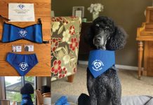 Meet Our Therapy Dog Albus